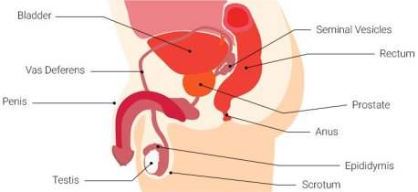 male reproductive anatomy, prostate, butt plugs
