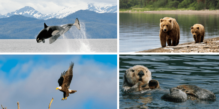 wildlife alaska, couples only cruise, couples cruise, alaskan splendor